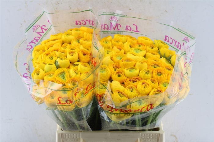 <h4>Ran Kloon Prima Omega</h4>