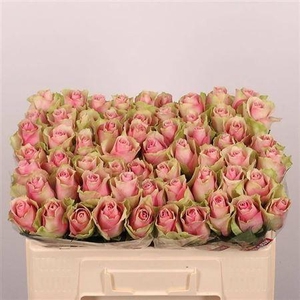 R Gr Belle Rose