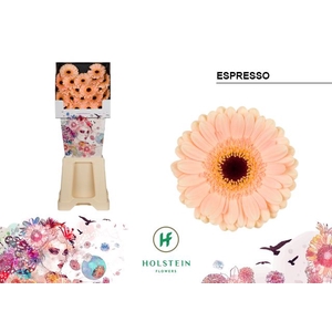 Germini Espresso Diamond