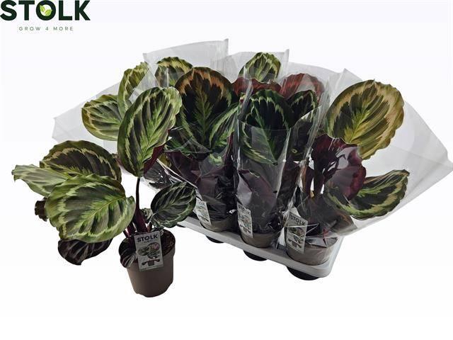 <h4>CALAT MEDALLION</h4>