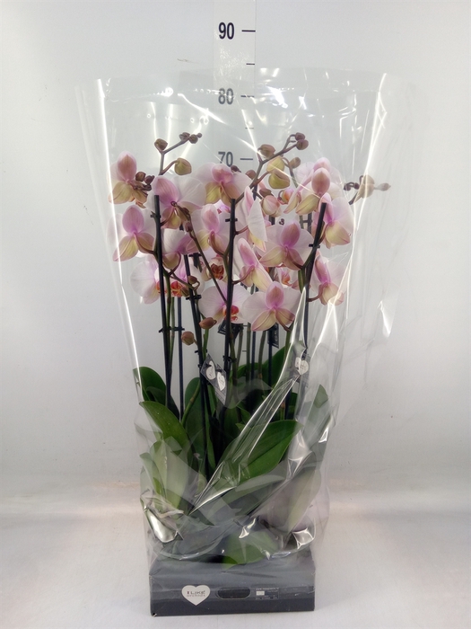 <h4>Phalaenopsis  'Anthura Madrid'</h4>
