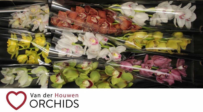 <h4>60 cm Gemengd..</h4>