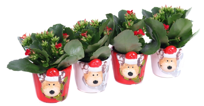 <h4>Kalanchoe 6 cm wit en rood in rudolf keramiek</h4>