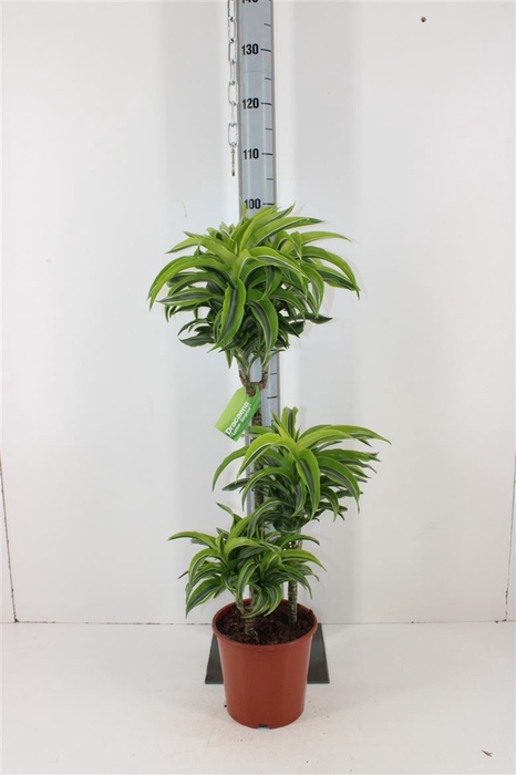 Dracaena Lemon Surprise P21