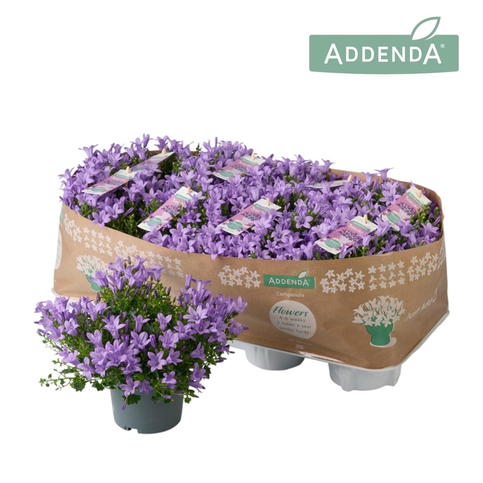 <h4>Campanula Ambella Lavender</h4>