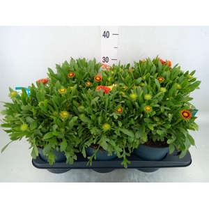 Gaillardia  'Kobold'