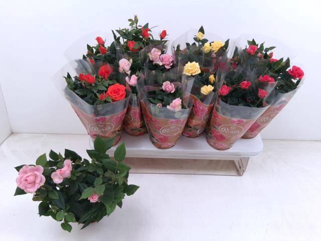 <h4>RO FAV RO GEM 5 SRT</h4>