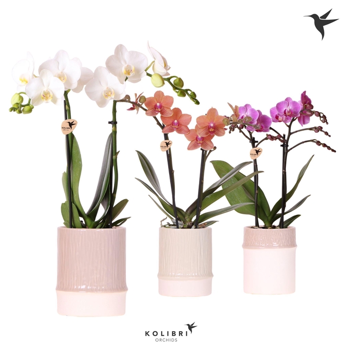 <h4>Kolibri Orchids Phalaenopsis mix 2 spike in Bamboo pot mix</h4>