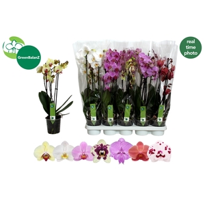 PHAL GEM 7 KL