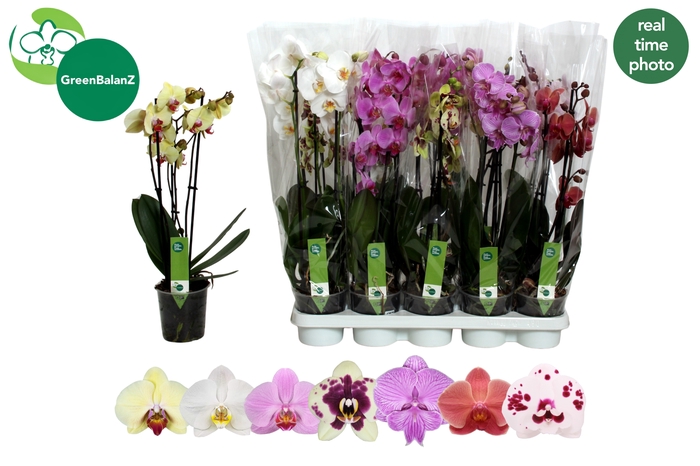 <h4>PHAL GEM 7 KL</h4>