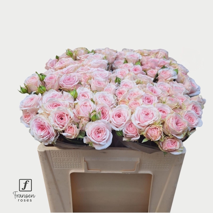 <h4>R TR Love me with Fatal attraction 50cm</h4>