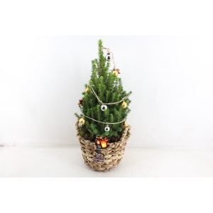 arr5 Kerst MB - Picea Touwmand dik