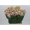 Matthiola Iron Apricot