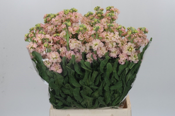 Matthiola Iron Apricot