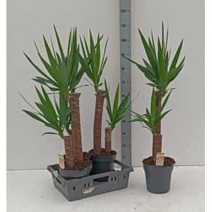 YUCCA