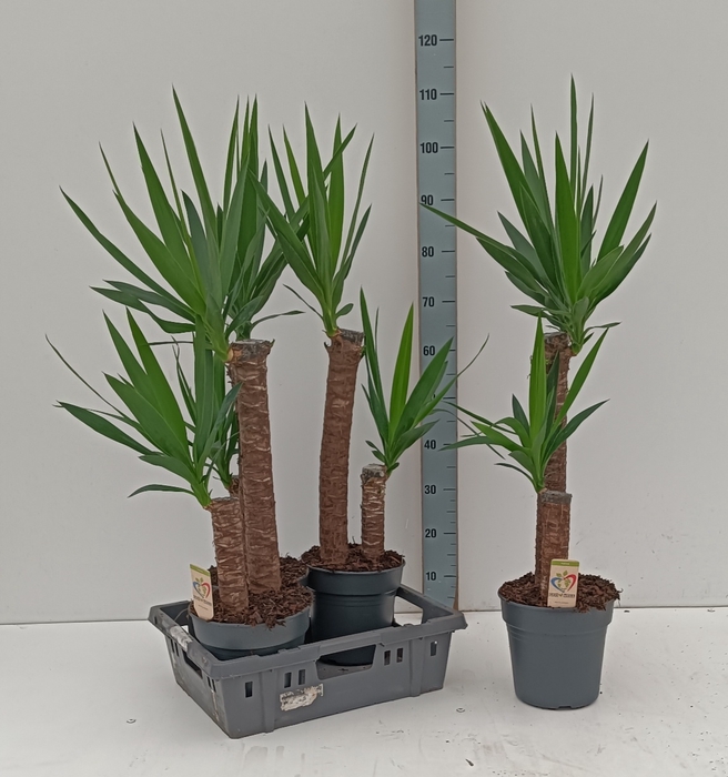 <h4>YUCCA</h4>