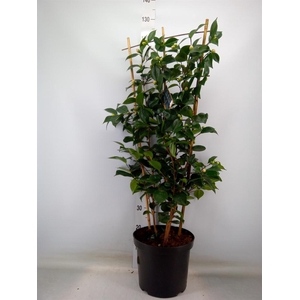 Camellia japonica 'WilliamBartlett'