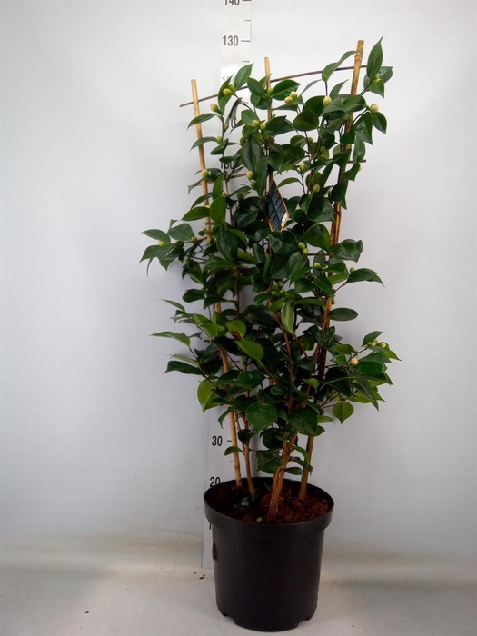 <h4>Camellia japonica 'WilliamBartlett'</h4>