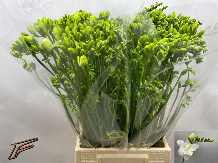 <h4>FR DU VOLANTE</h4>