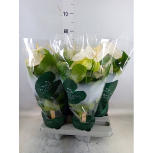 Anthurium andr. 'Samora'