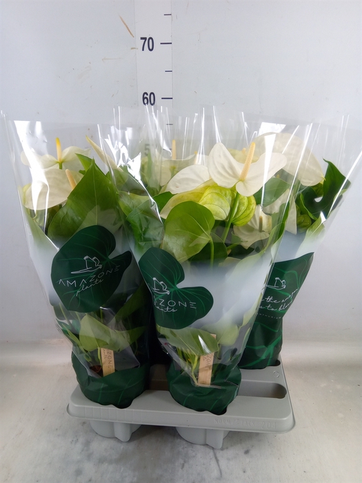 <h4>Anthurium andr. 'Samora'</h4>