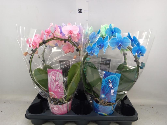 <h4>Phalaenopsis ...</h4>