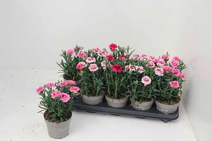 <h4>DIAN OSC GEM</h4>