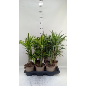 Dracaena fr de   ...mix