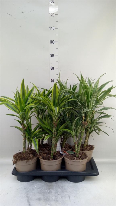 <h4>Dracaena fr de   ...mix</h4>