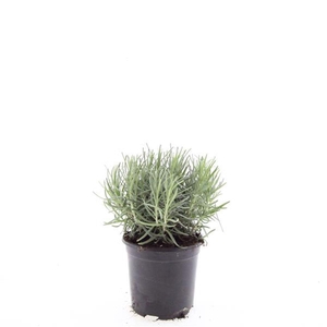 Lavandula angustifolia Munstead