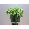 Ornithogalum Saundersiae