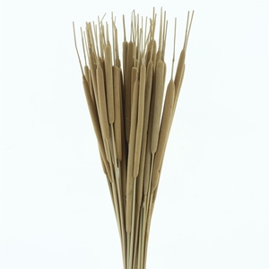 Dried Typha P Stem