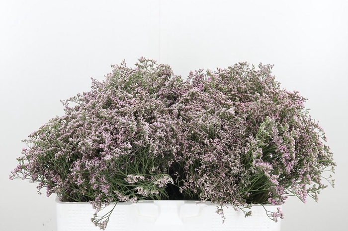 <h4>Lim Saf Oshi Pink</h4>