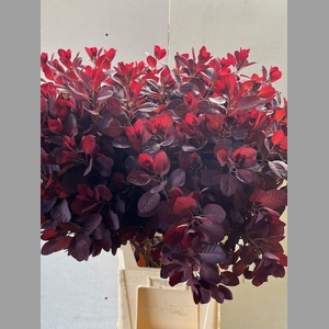 COTI C ROYAL PURPLE