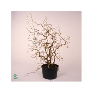 Corylus A Contorta 5 Jarig