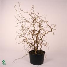 <h4>Corylus A Contorta 5 Jarig</h4>