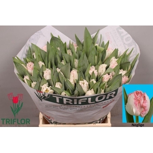 Tulipa fr neglige