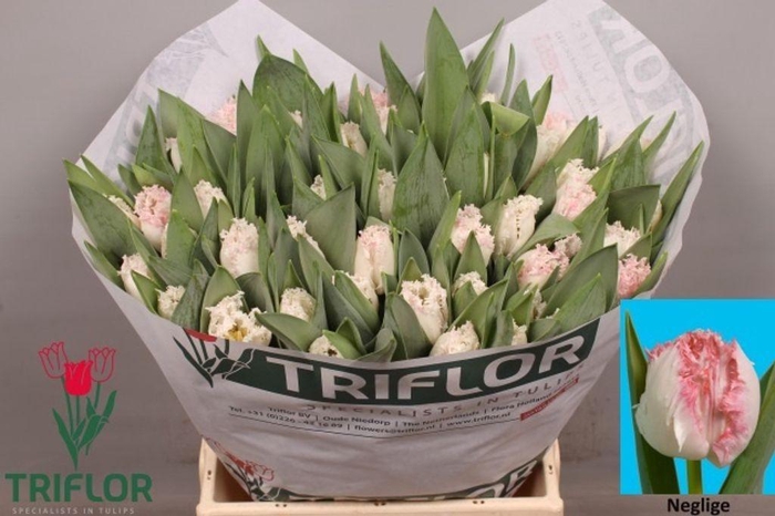 <h4>Tulipa fr neglige</h4>