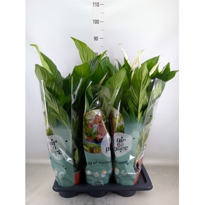 Spathiphyllum  'Bingo Cupido'