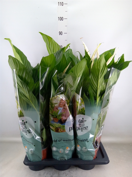 <h4>Spathiphyllum  'Bingo Cupido'</h4>