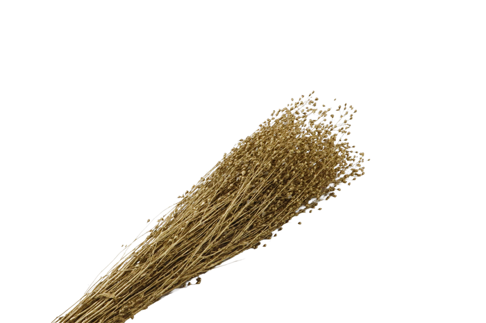 <h4>Lepidium Gold</h4>