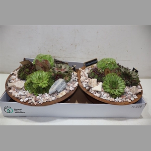 Arr Sempervivum