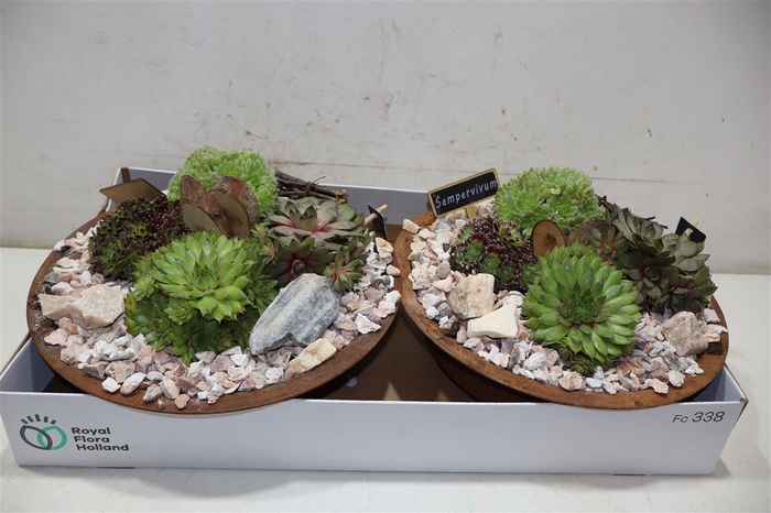 <h4>Arr Sempervivum</h4>