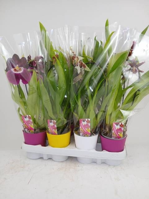 <h4>ORCHIDEEEN GEM</h4>