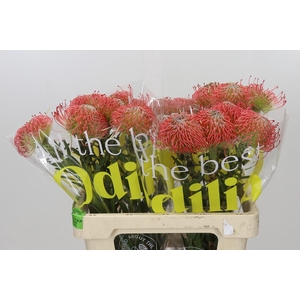 Nutans Ayoba Pink
