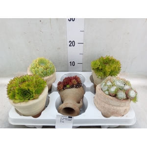 Sempervivum   ...mix