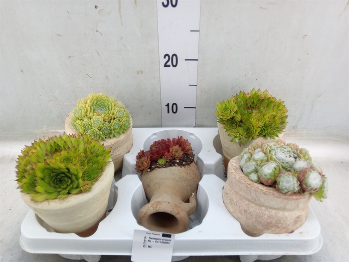 <h4>Sempervivum   ...mix</h4>