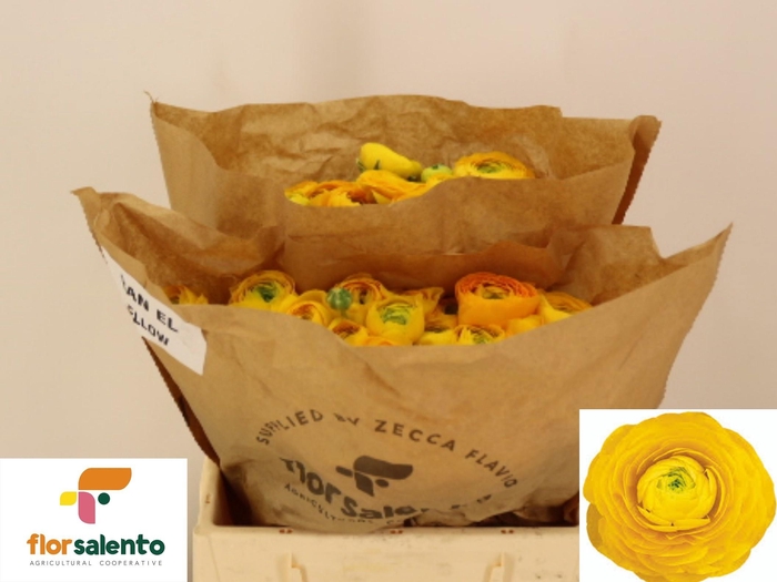 <h4>RAN EL YELLOW</h4>