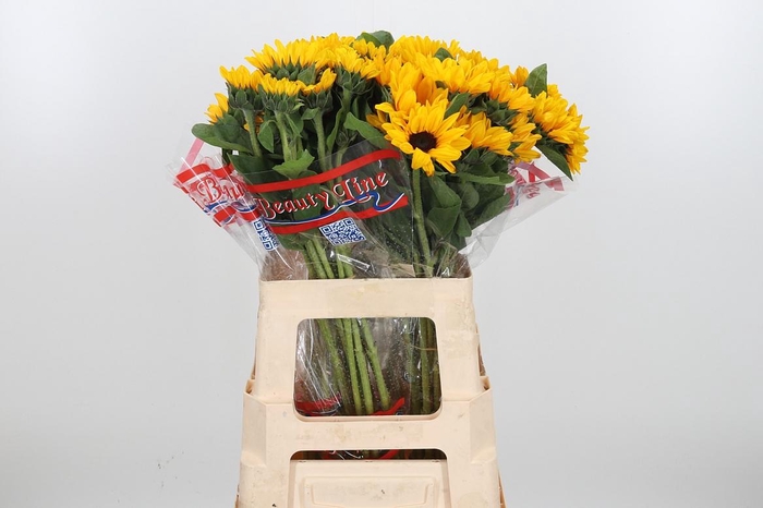 <h4>Heli Sunova</h4>