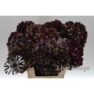Hydrangea mag ruby red classic purple